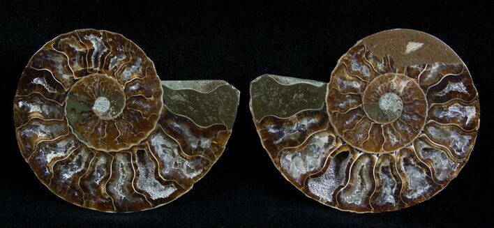 / Inch Polished Ammonite (Pair) #1978